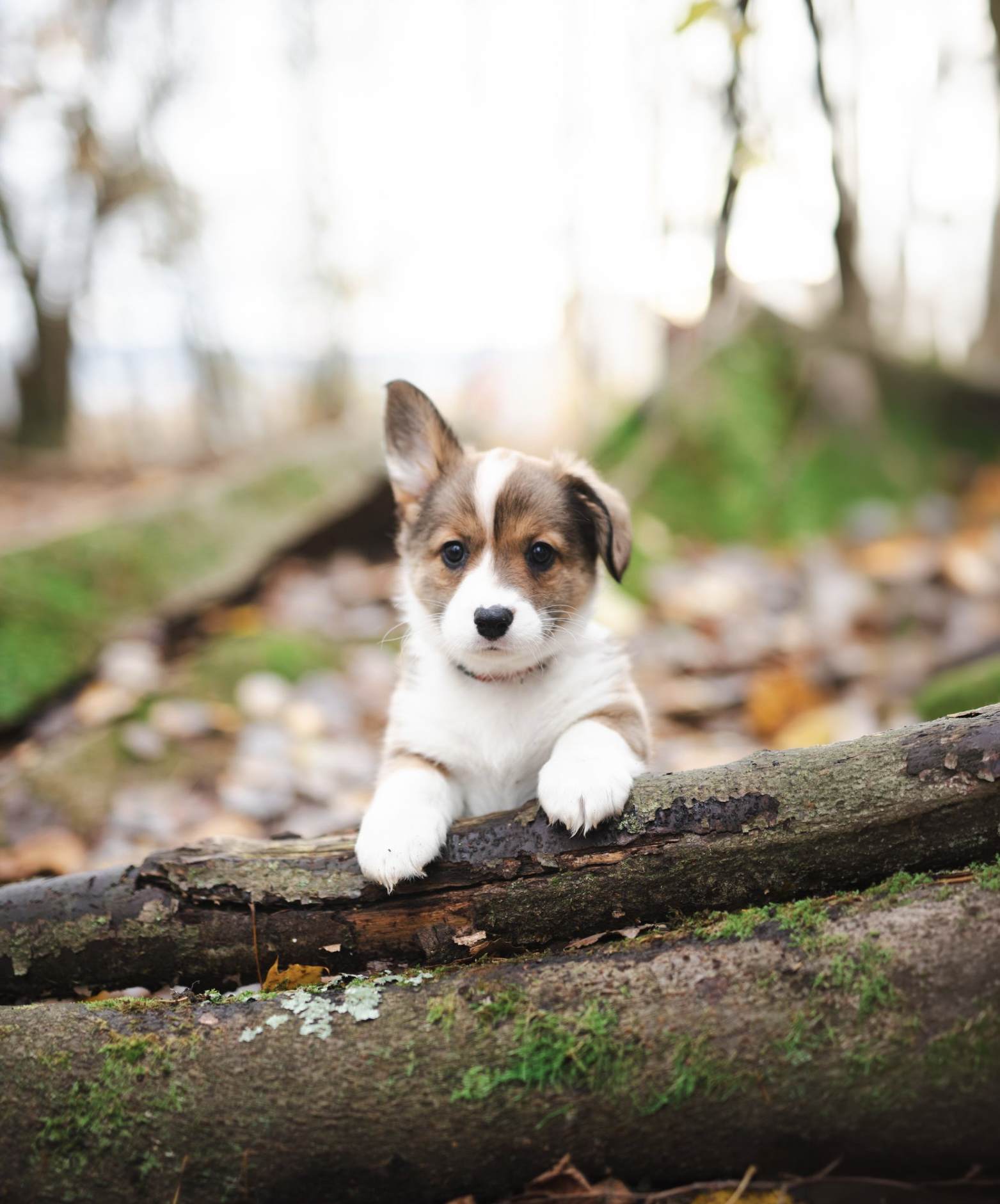 Corgi-valp i naturen